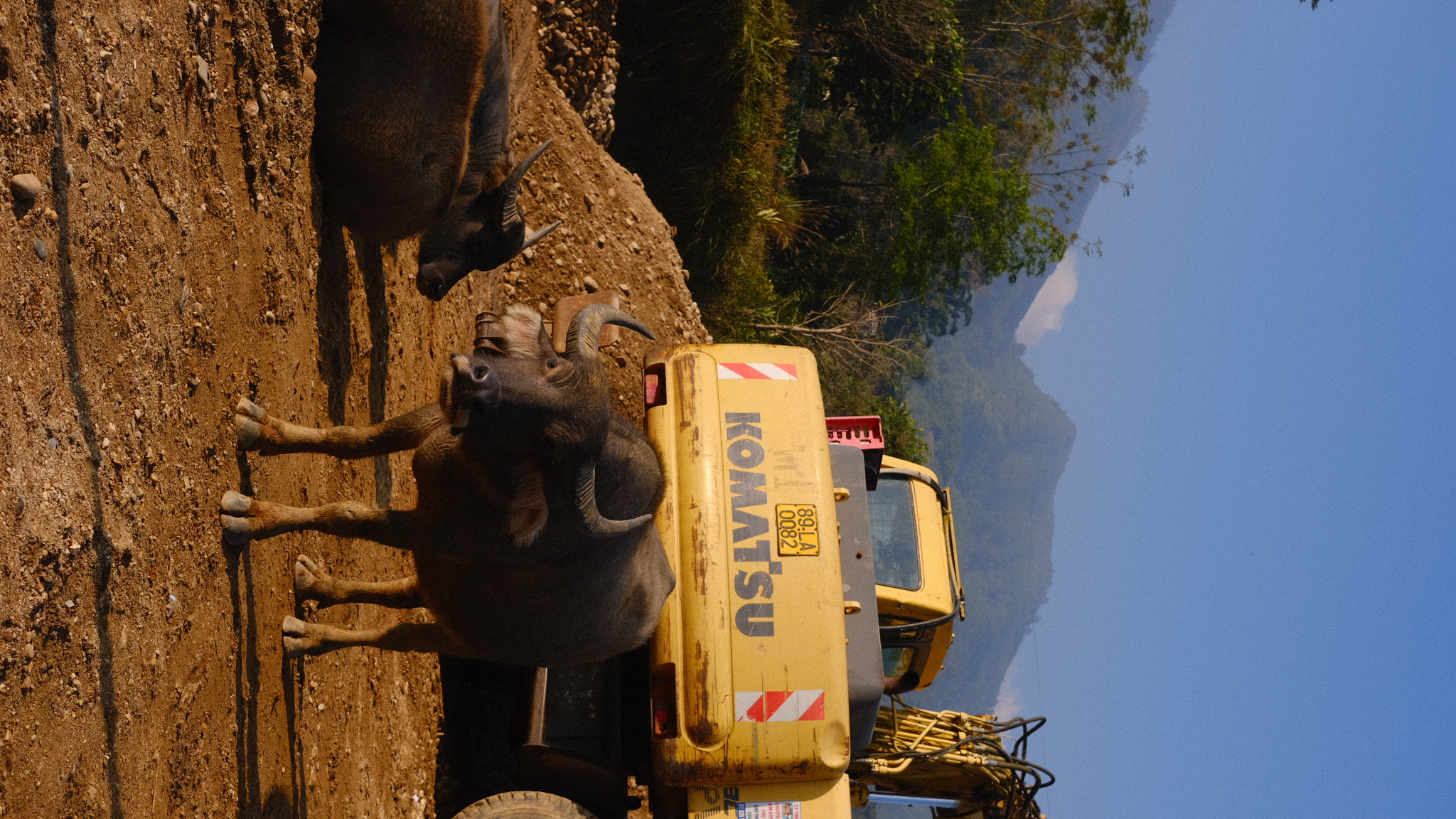 vietnam_bull