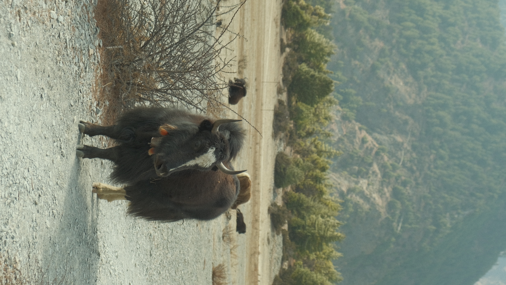 yak